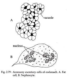 Accessory Excretory Cells of Cockroach
