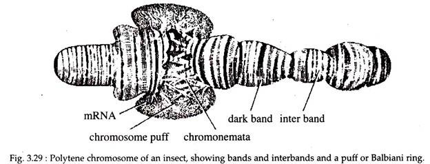 Polytene Chromosome of an Insect