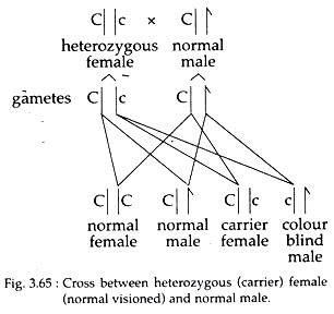 Cross between Heterozygous Female and Normal Male
