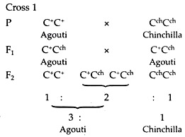 Cross 1