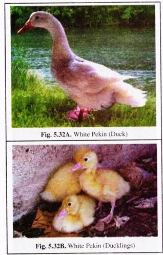 White Pekin (Duck and Ducklings)