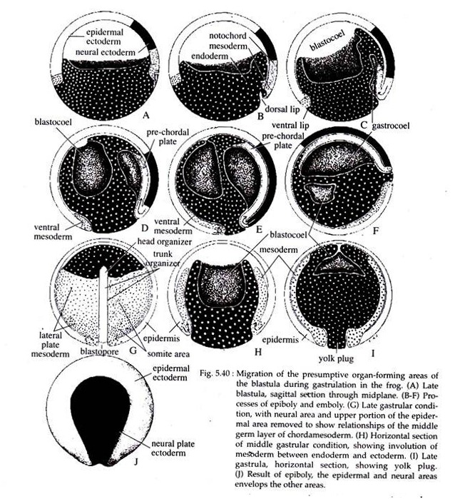 Migration of the Presumptive Organ-Forming