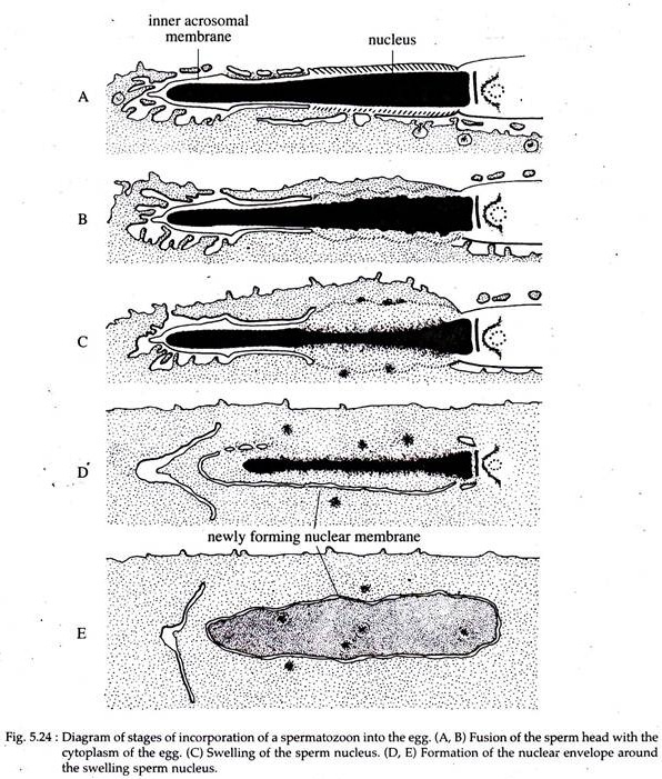 Stages of Incorporation of a Spermatozoon into the Egg