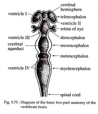 Basic Five-Part Anatomy of the Vetebrate Brain