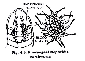Pharyngeal Nephridia Earthworm