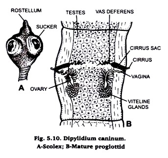 Dipylidium Caninum