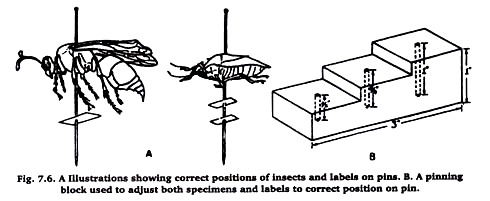 Spreading Boards of an Insects