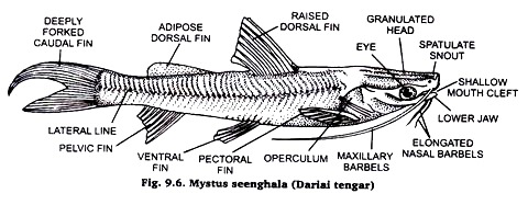 Mystus seenghala (Dariai tengar)