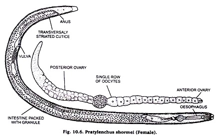Praylenchus shormel (Female)