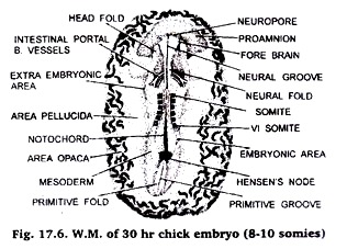W.M. 30 Hours Chick Embryo