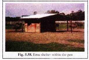 Emu Shelter Within the Pen