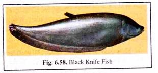 Black Knife Fish
