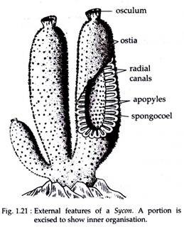 Study Notes on Scypha | Porifera