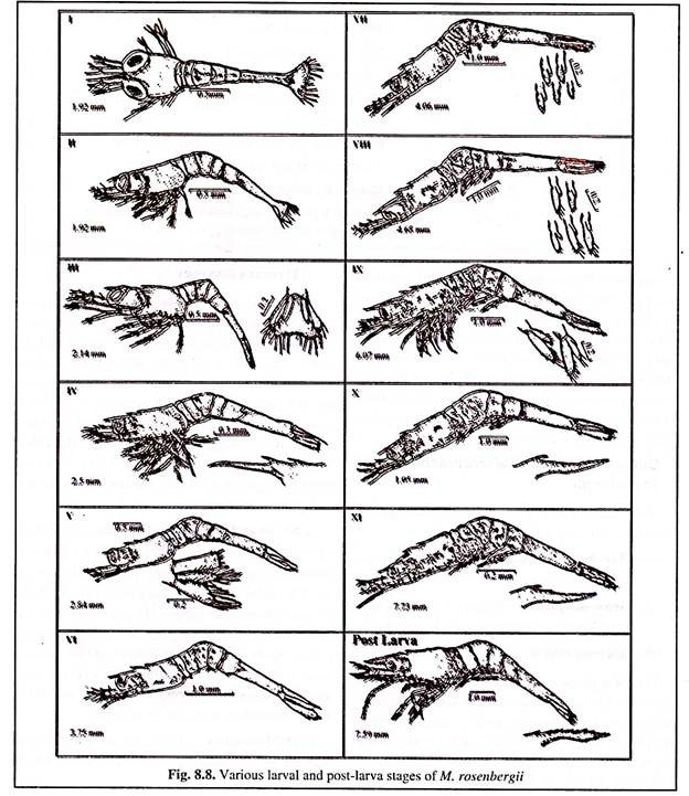 Various Larvae and Post-Larva Stages of M. rosenbergii