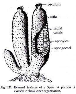 External Feature of a Sycon