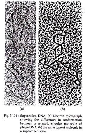 Supercoiled DNA