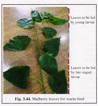 Mulberry Leaves for Warm-Feed