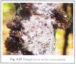 Fungal-Cover on Lac Encrusation