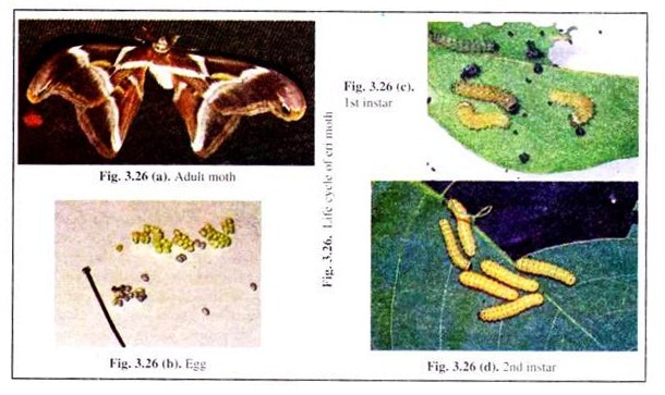 Life Cycle of Eri Moth