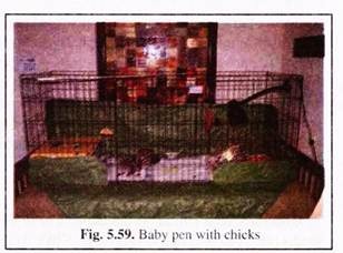Baby Pen with Chicks