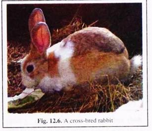 Cross-Bred Rabbit