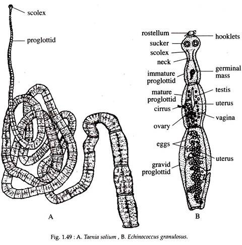 Taenia Solim and Echinococcus Gramulosus