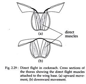 Direct Flight in Cockroach