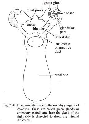 Excretory Organs of Palaemon