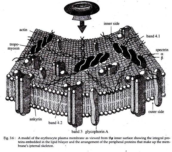 Model of the Erythrocyte Plasma Membrane