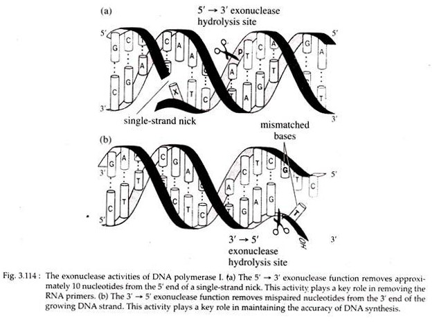 Exonuclease Activities of DNA Polymerase