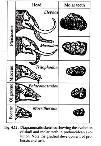 Evolution of Skull and Molar Teeth