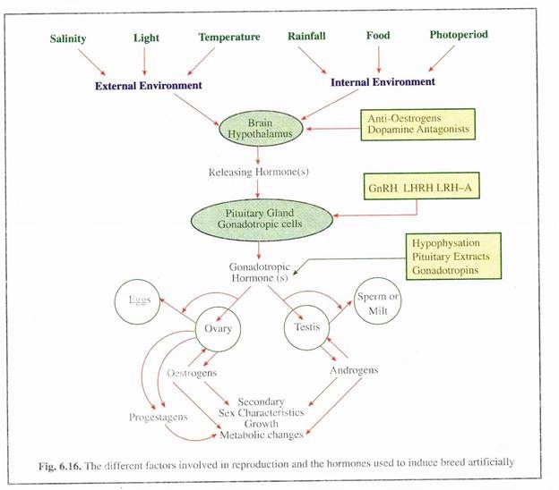 The Different Factors Involved in Reproduction and The Hormones Used to induced Breed Artificially