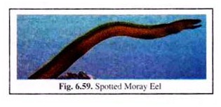 Spotted Moray Eel