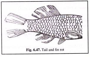 Tail and Fin Rot