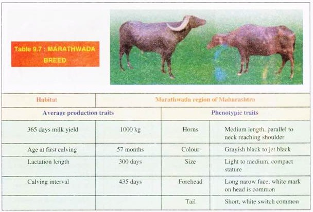 Marathwada Breed