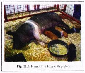 Hampshire Hog with Piglets