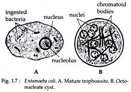 Entamoeba