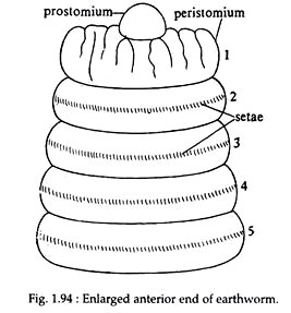 Enlarged Anterior End of Earthworm