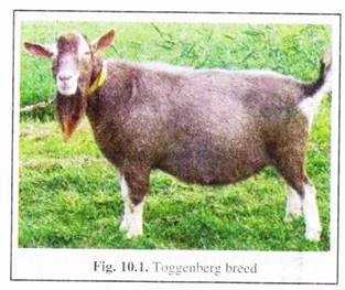 Toggenberd Breed