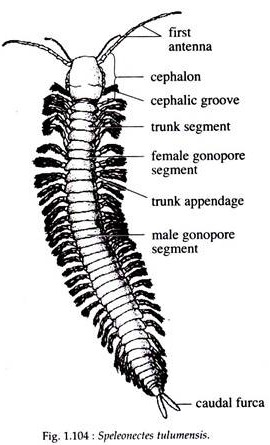 Speleonectes Tulumensis