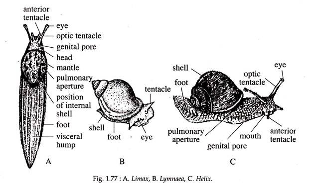 Limax, Lymnaea and Helix