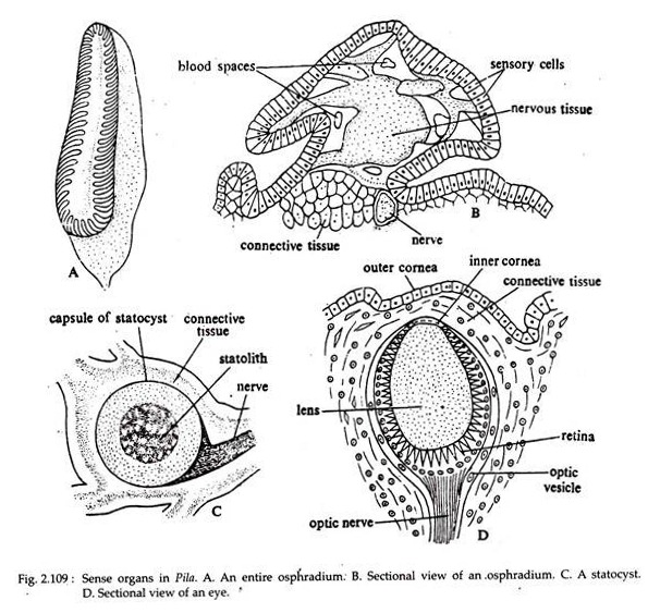 Sense Organs in Pila