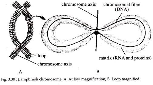 Lampbrush Chromosome
