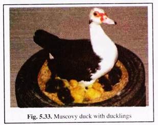 Muscovy Duck with Ducklings