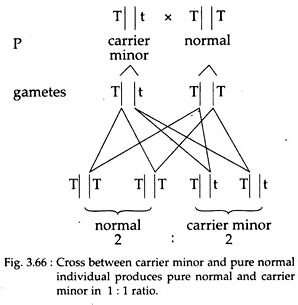 Cross between Carrier Minor and Pure Normal Individual