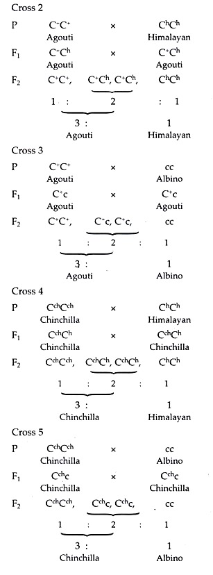 Cross 2, 3, 4 and 5