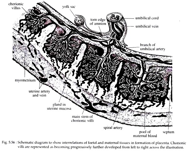 Interrelations of Foetal and Maternal Tissues