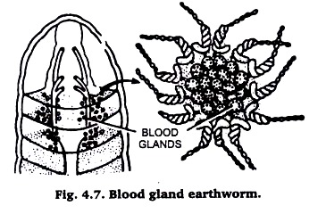 Blood Gland Earthworm