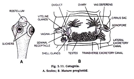 Cotugnia