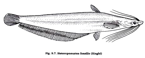 Heteropneustes fossillis (Singhl)